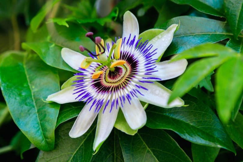 La Passiflora Che Cos Propriet Usi E Curiosit Tisane Valverbe La Passiflora Che Cos Propriet Usi E Curiosit Tisane Valverbe